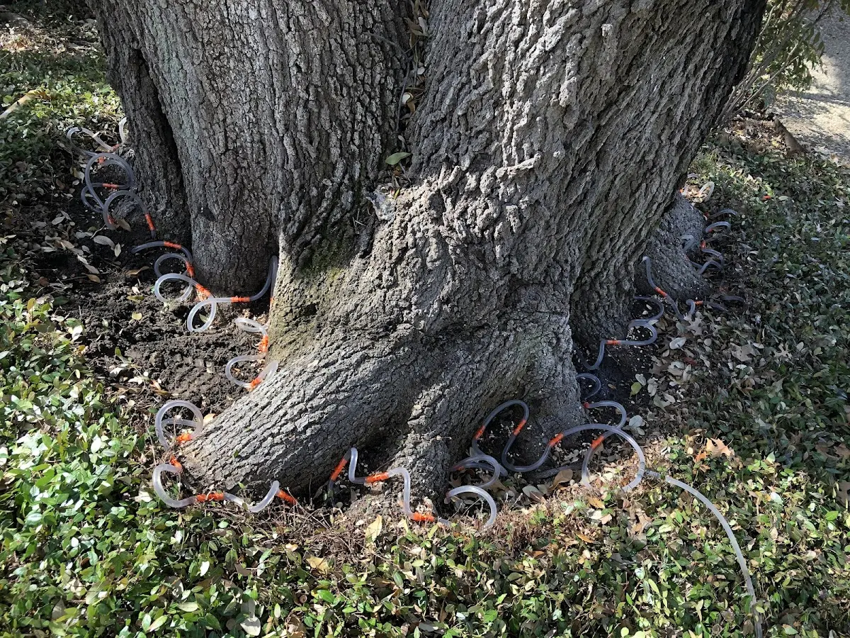 Detailed Tree Cabling and Bracing job site in Culloden